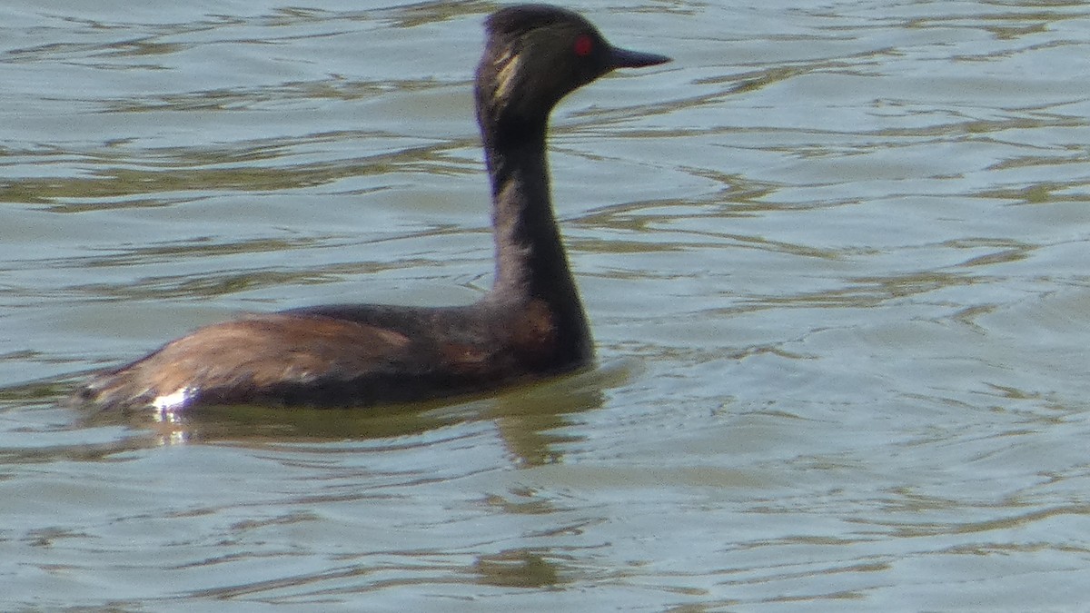 Халтар шунгуур - ML600746541