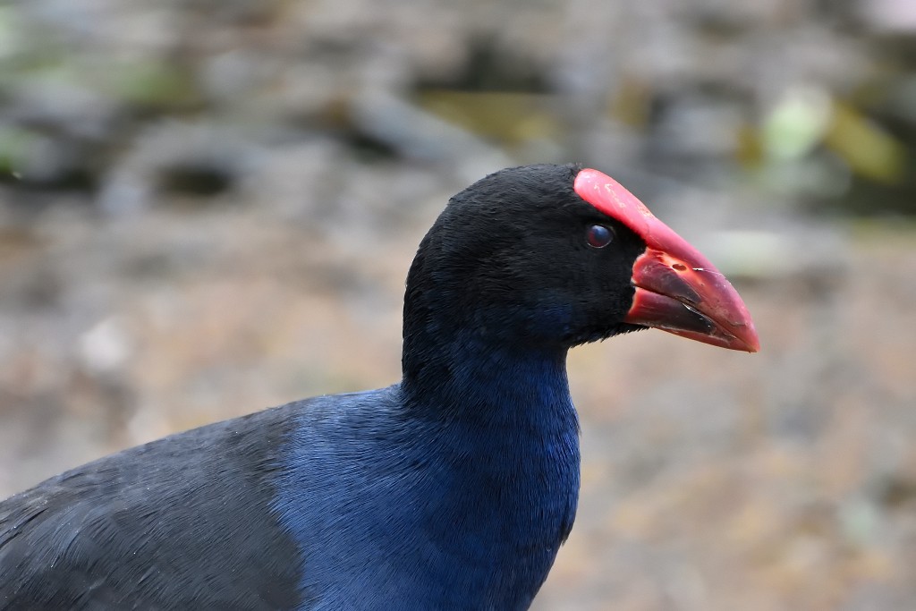Australasian Swamphen - ML60074691