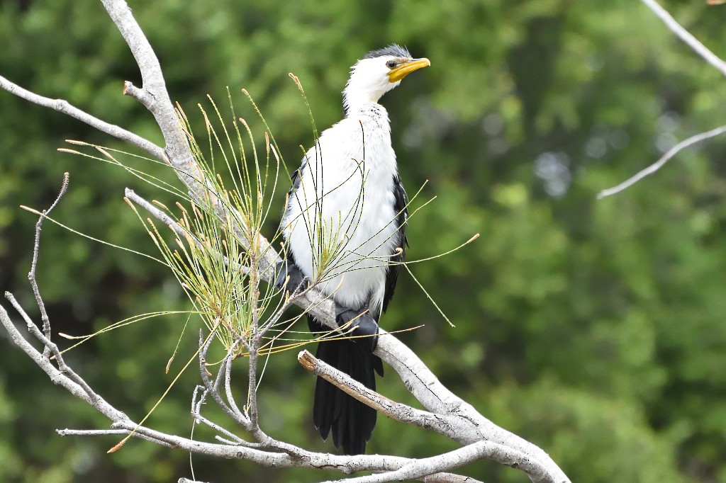 Little Pied Cormorant - ML60074811