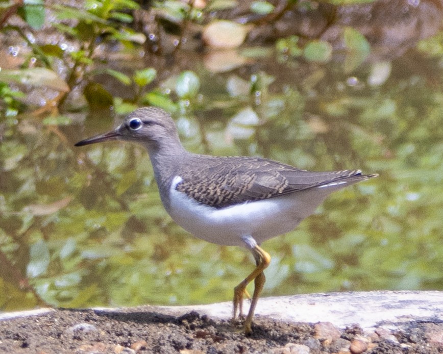 Spotted Sandpiper - Graham Redgrave