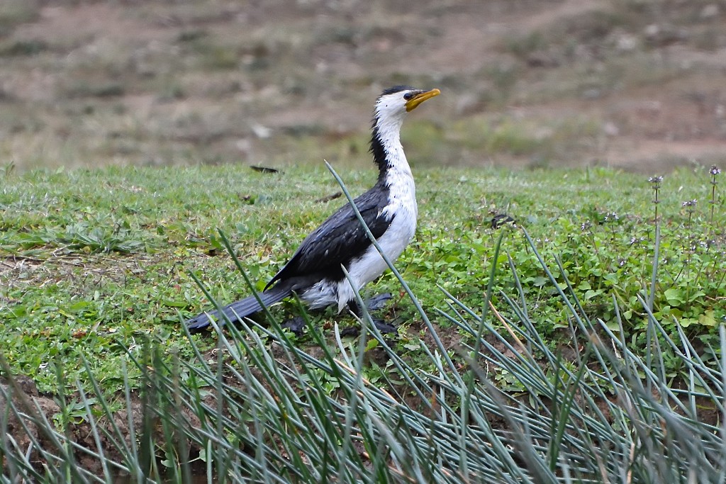 Little Pied Cormorant - ML60074821