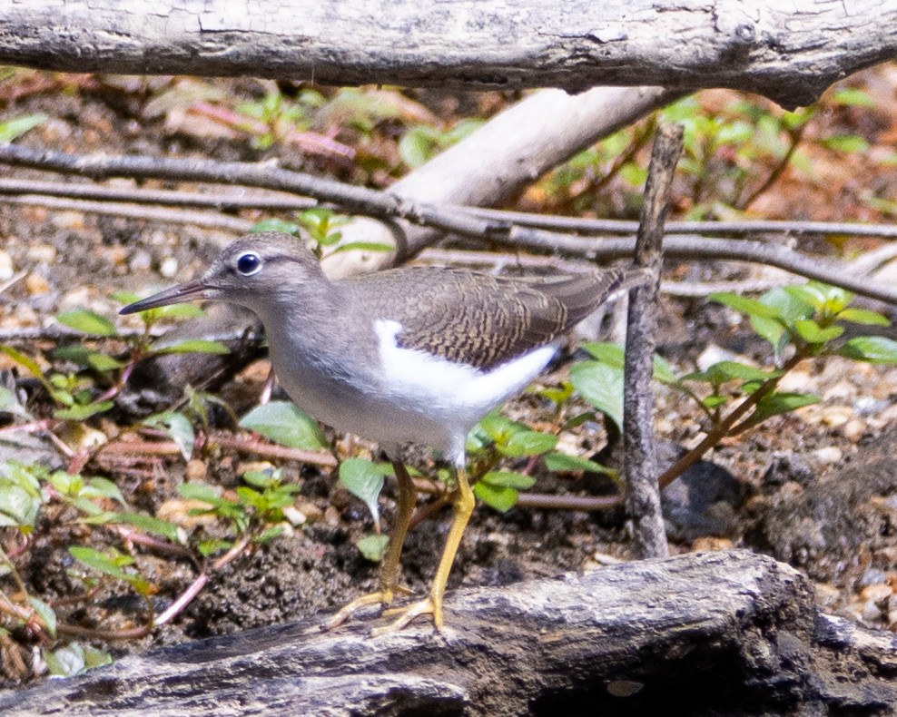 Spotted Sandpiper - Graham Redgrave