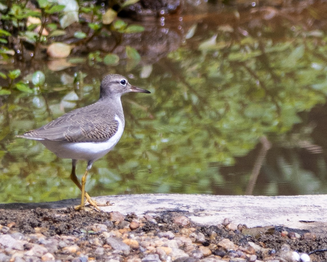 Spotted Sandpiper - Graham Redgrave