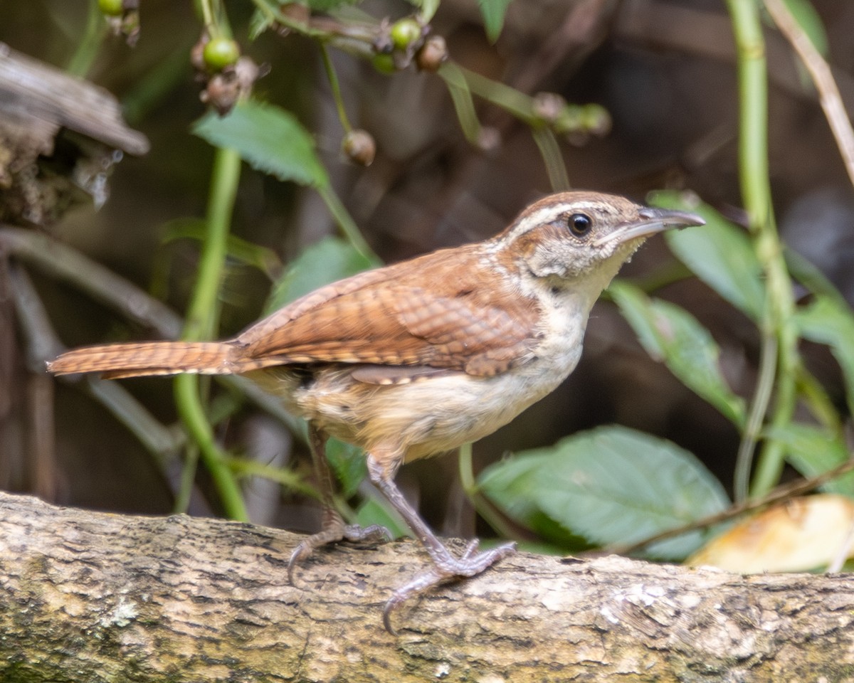 Carolina Wren - Graham Redgrave