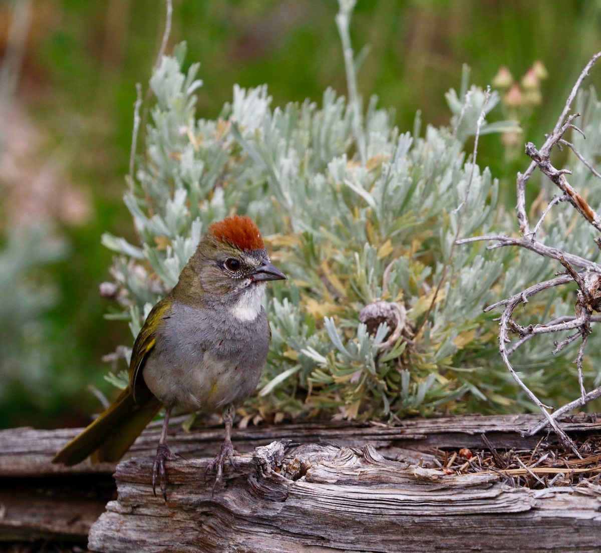 Green-tailed Towhee - ML600748941