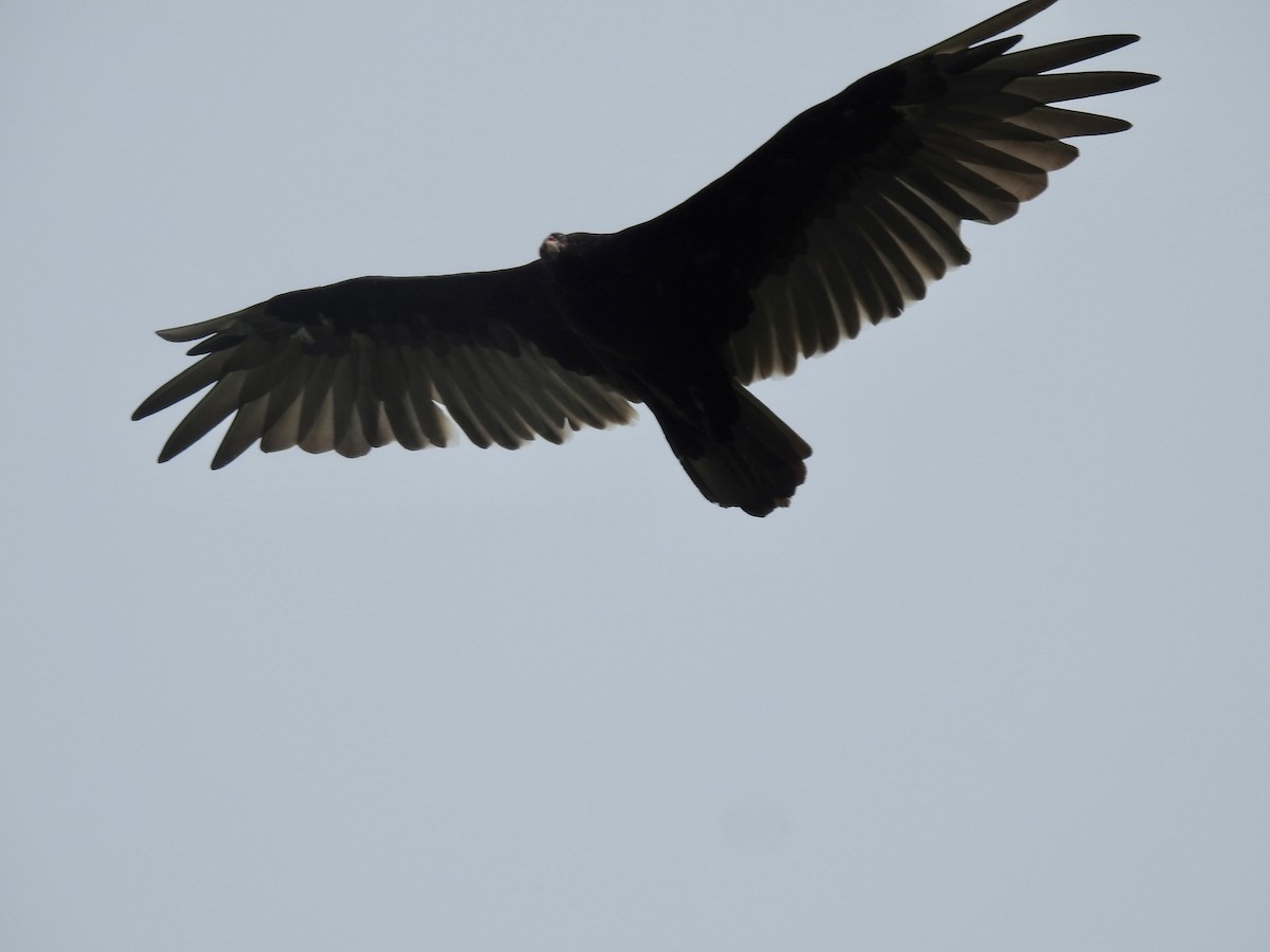 Turkey Vulture - Cindy Burley