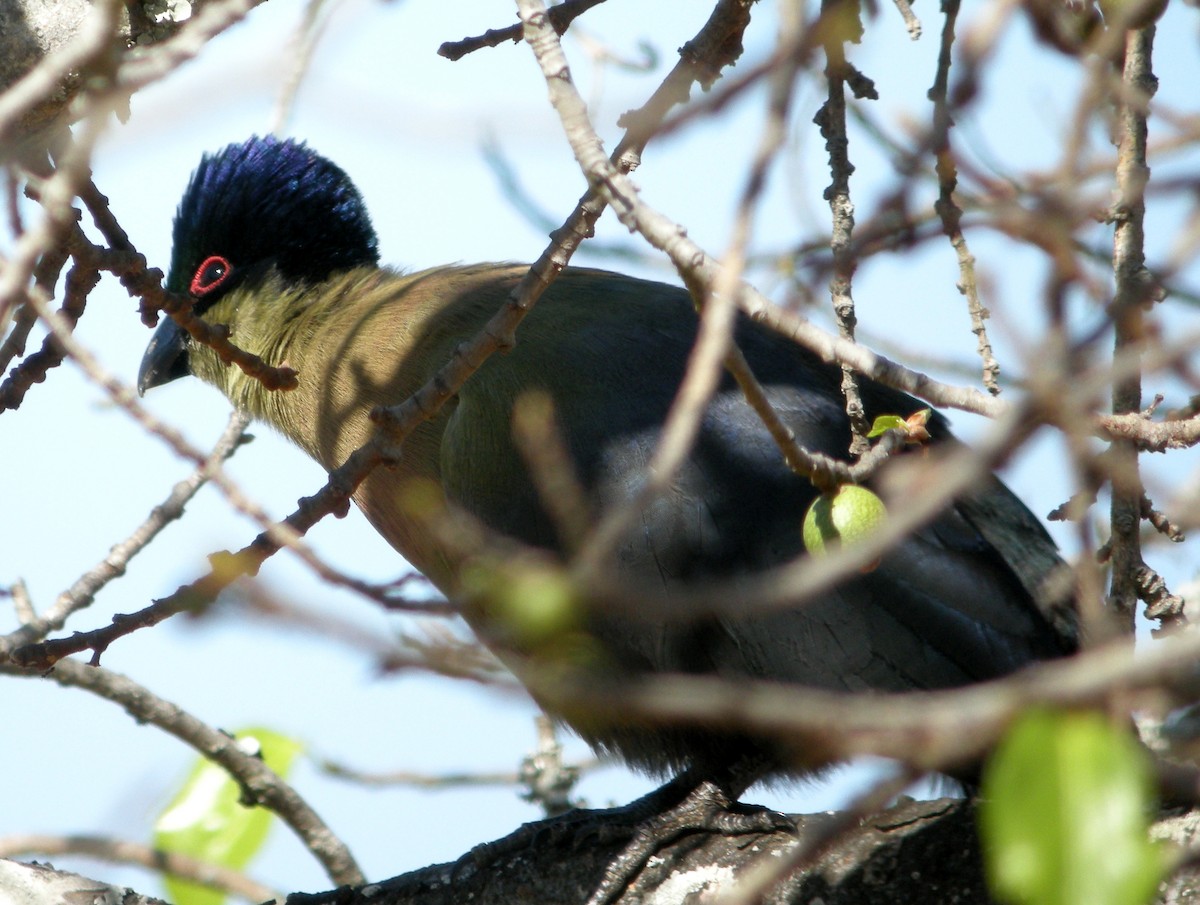 Purple-crested Turaco - ML600749981