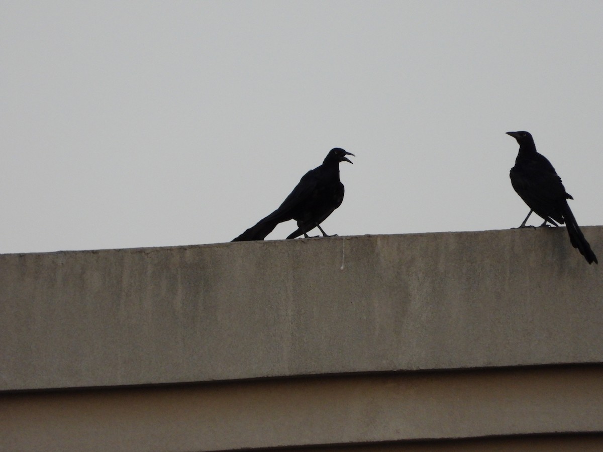 Great-tailed Grackle - ML600750651