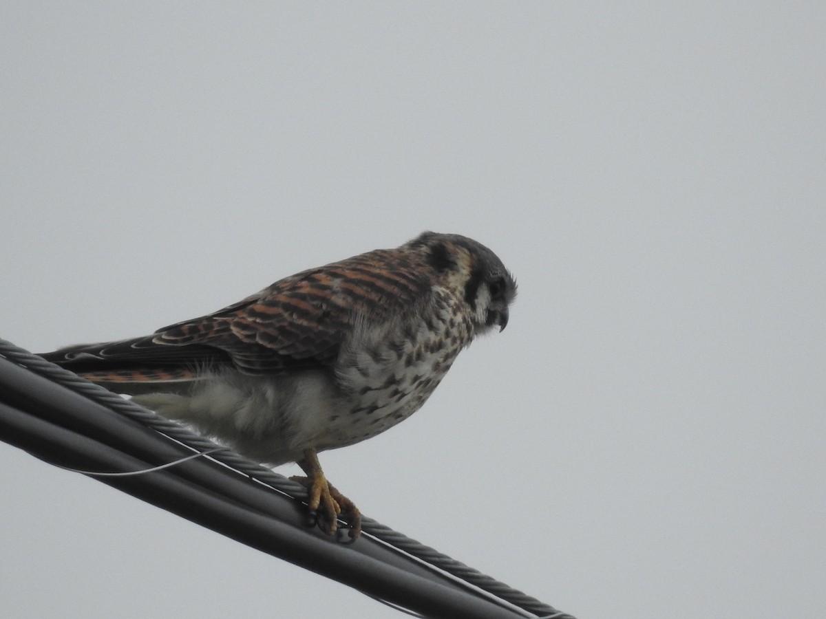 American Kestrel - Cindy Burley