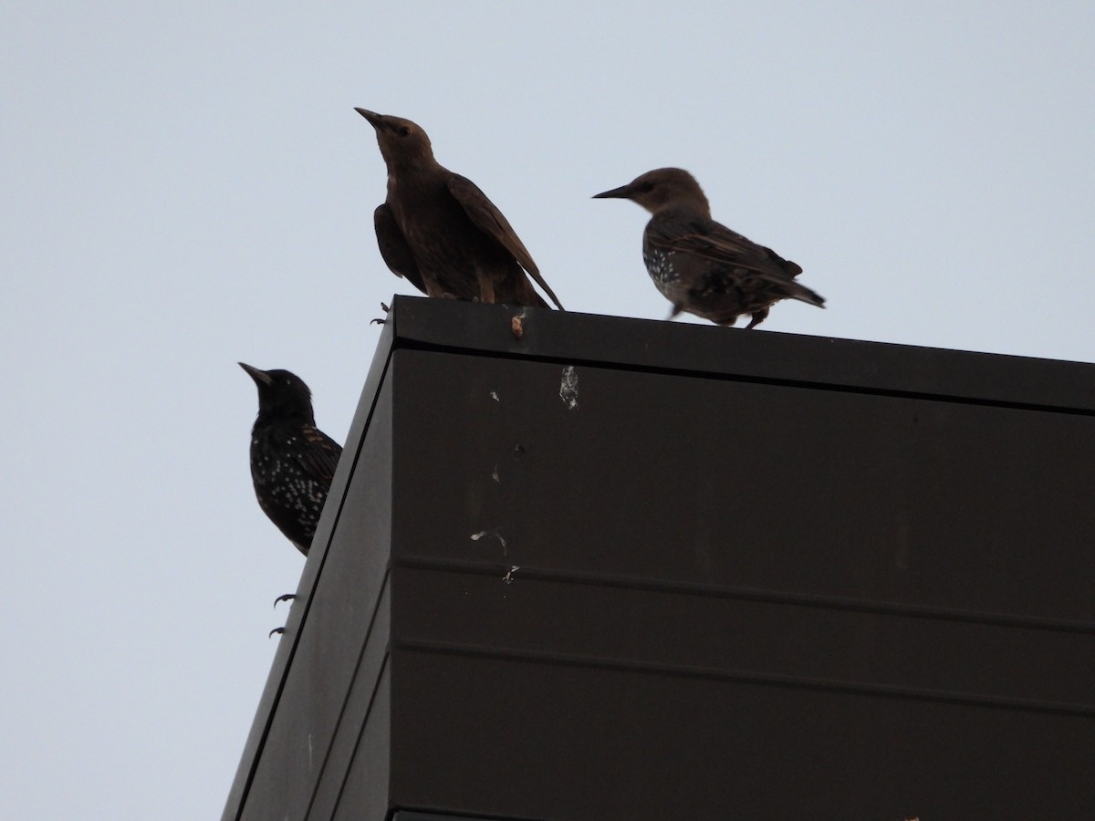 European Starling - ML600750771