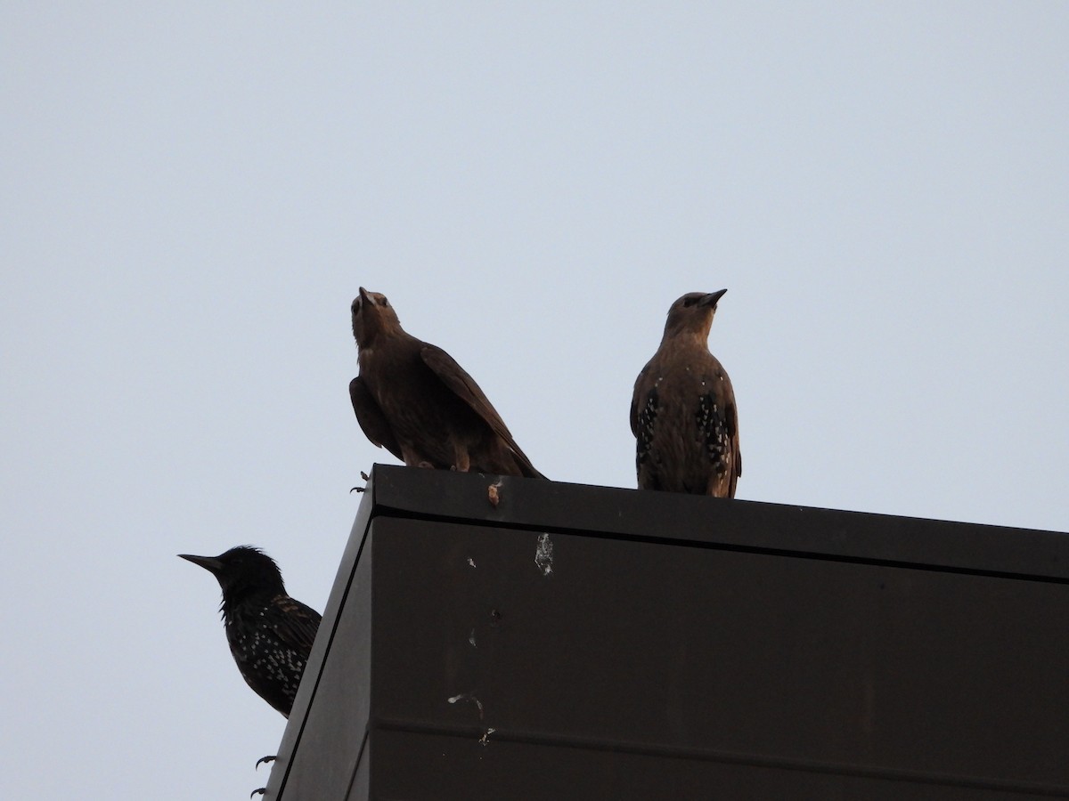 European Starling - ML600750781