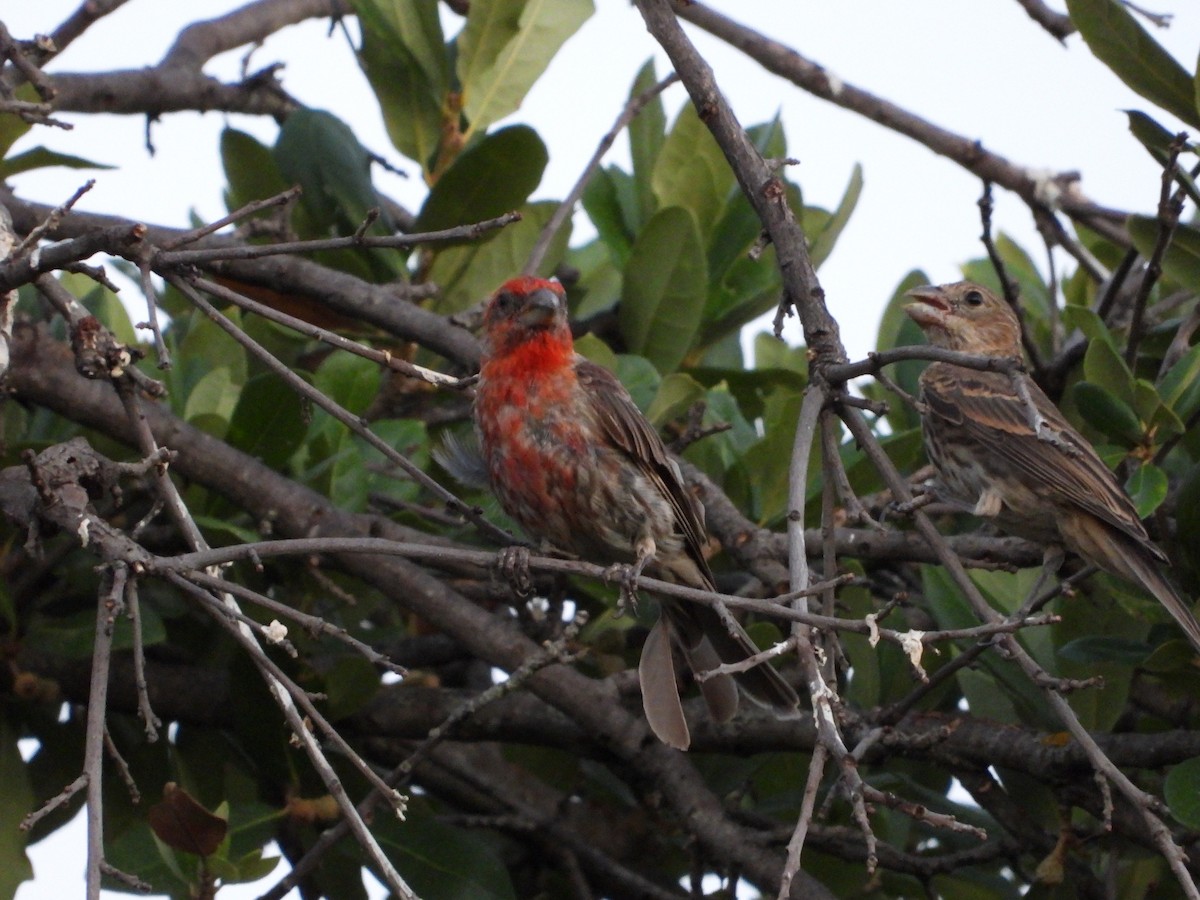 House Finch - ML600750861