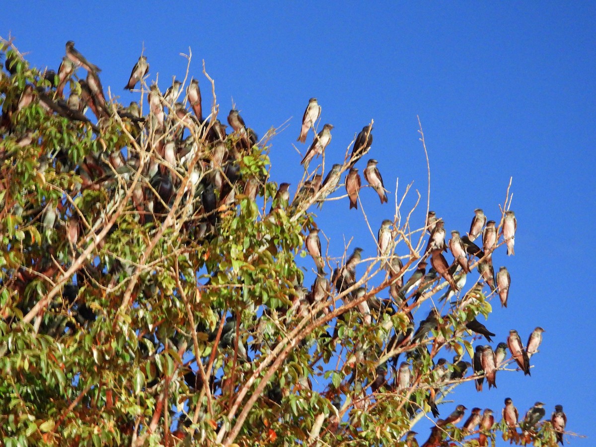 Purple Martin - ML600751141