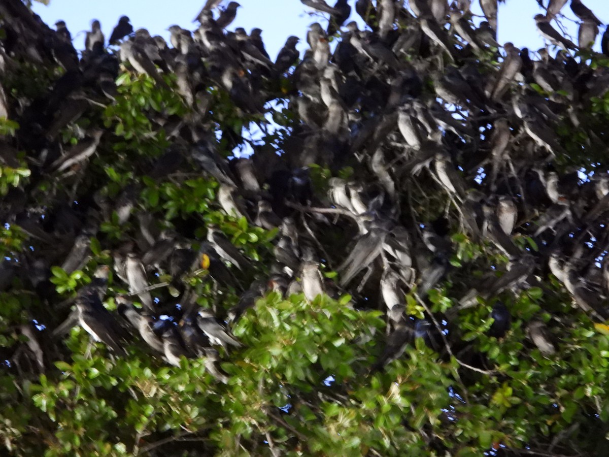 Purple Martin - ML600751211