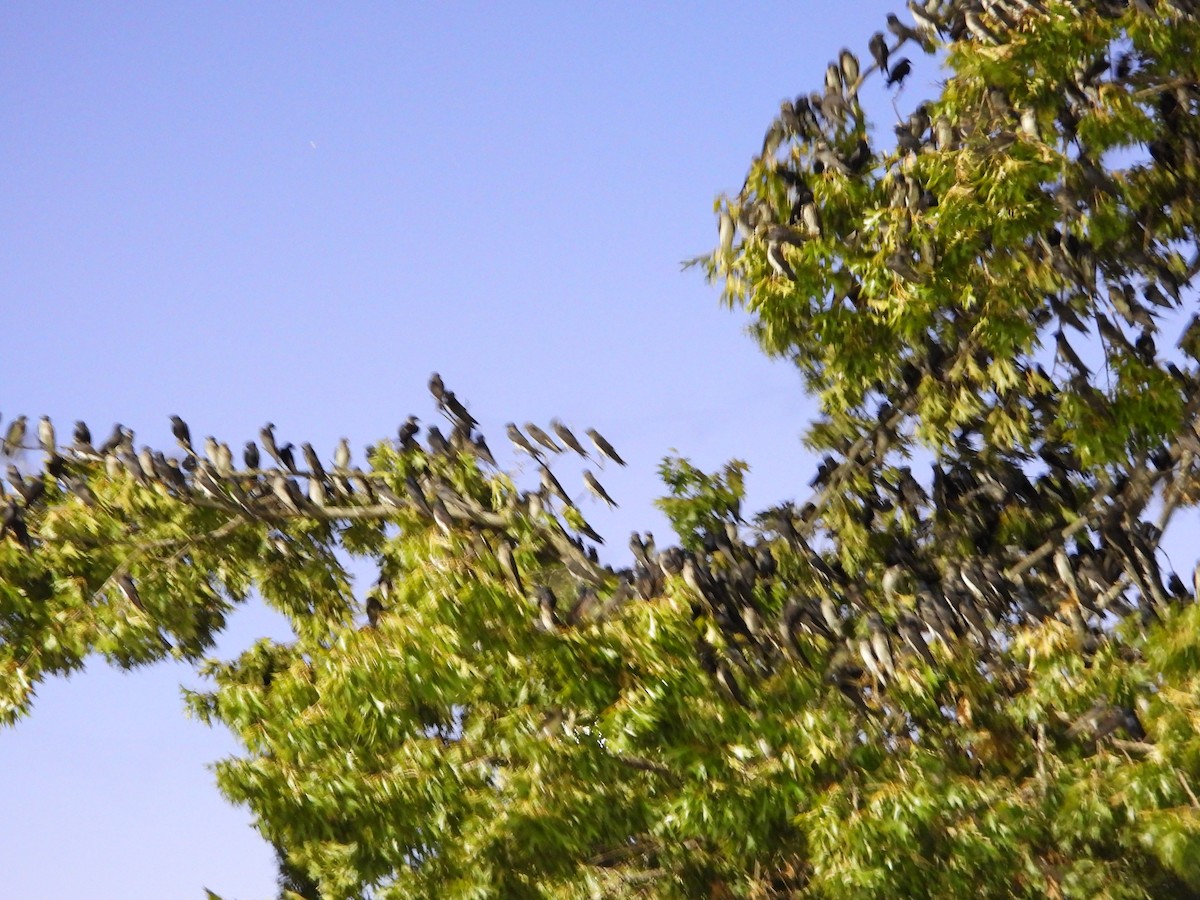 Purple Martin - ML600751221