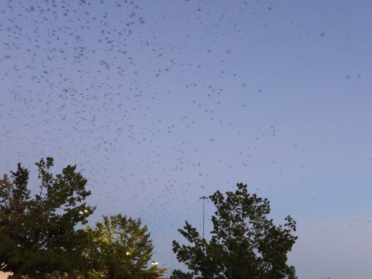 Purple Martin - ML600751371