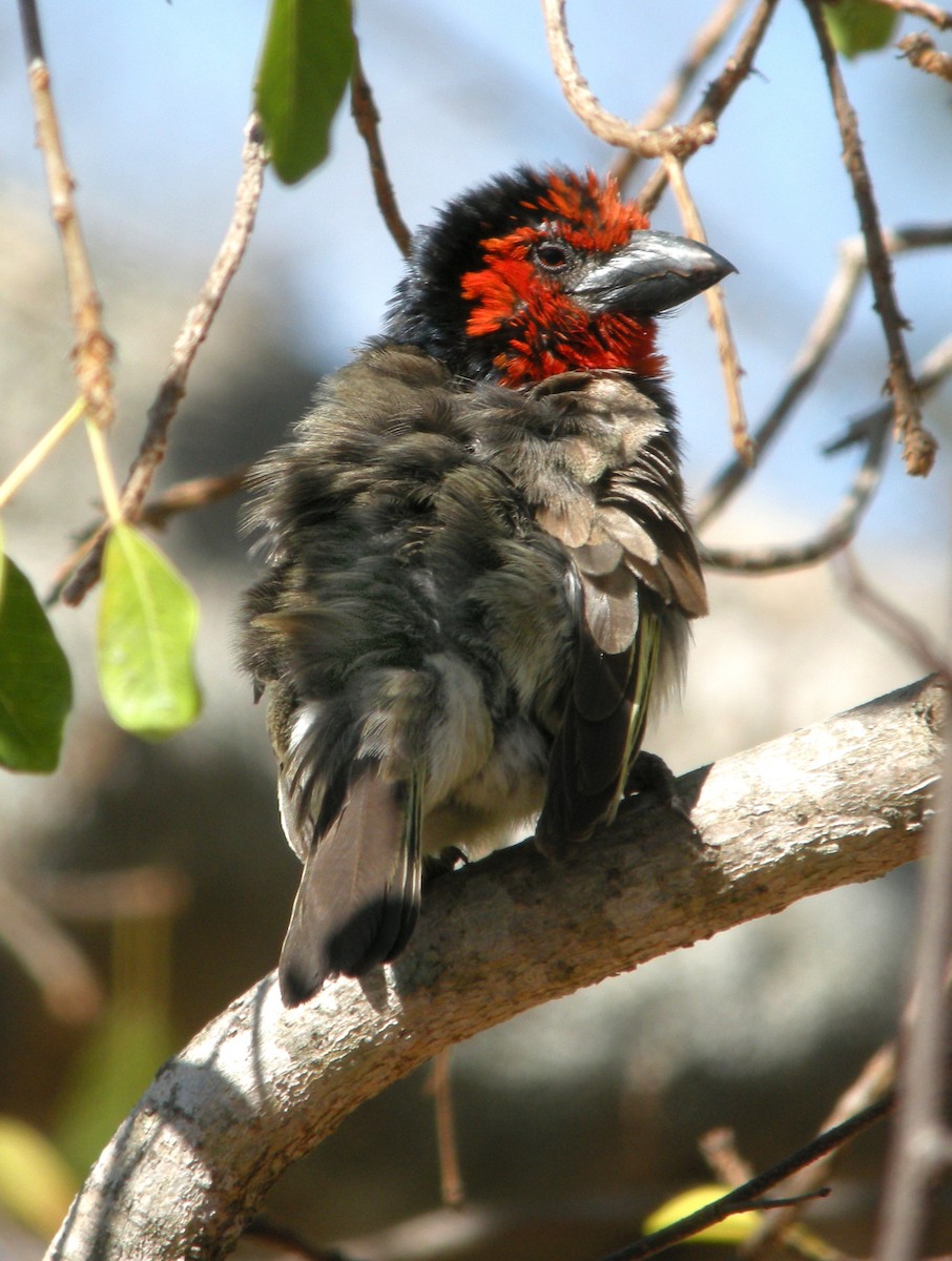 Black-collared Barbet - ML600752981