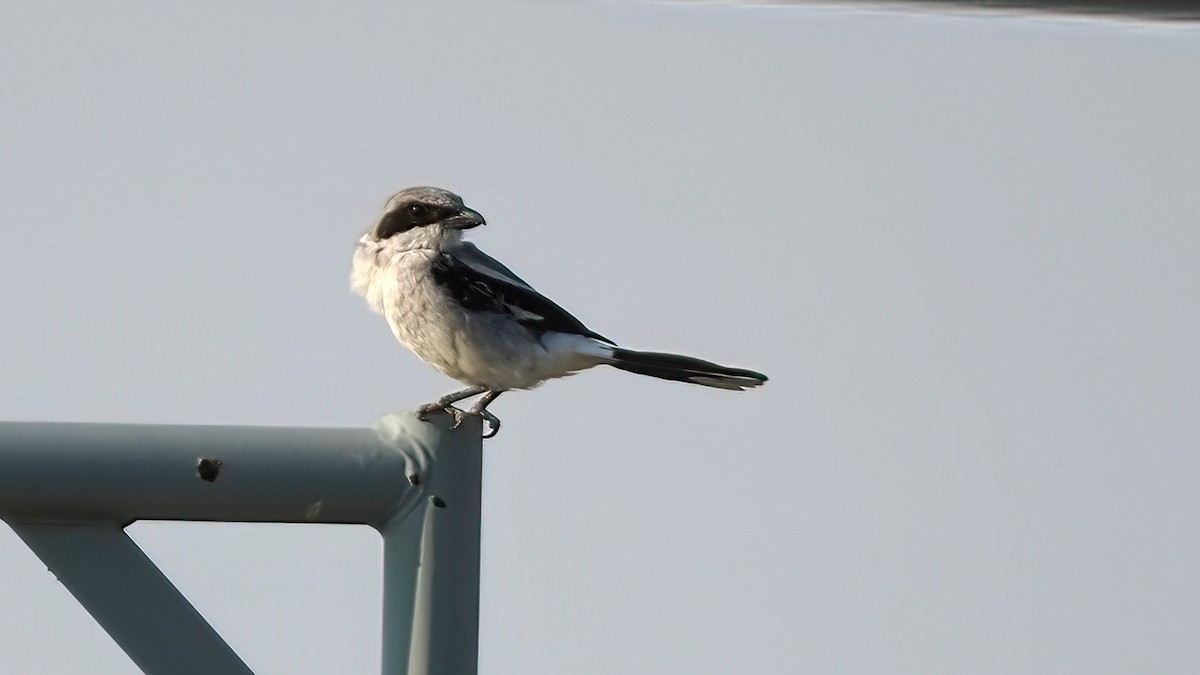 Loggerhead Shrike - ML600754241