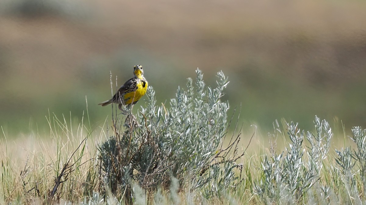 Western Meadowlark - ML600754271