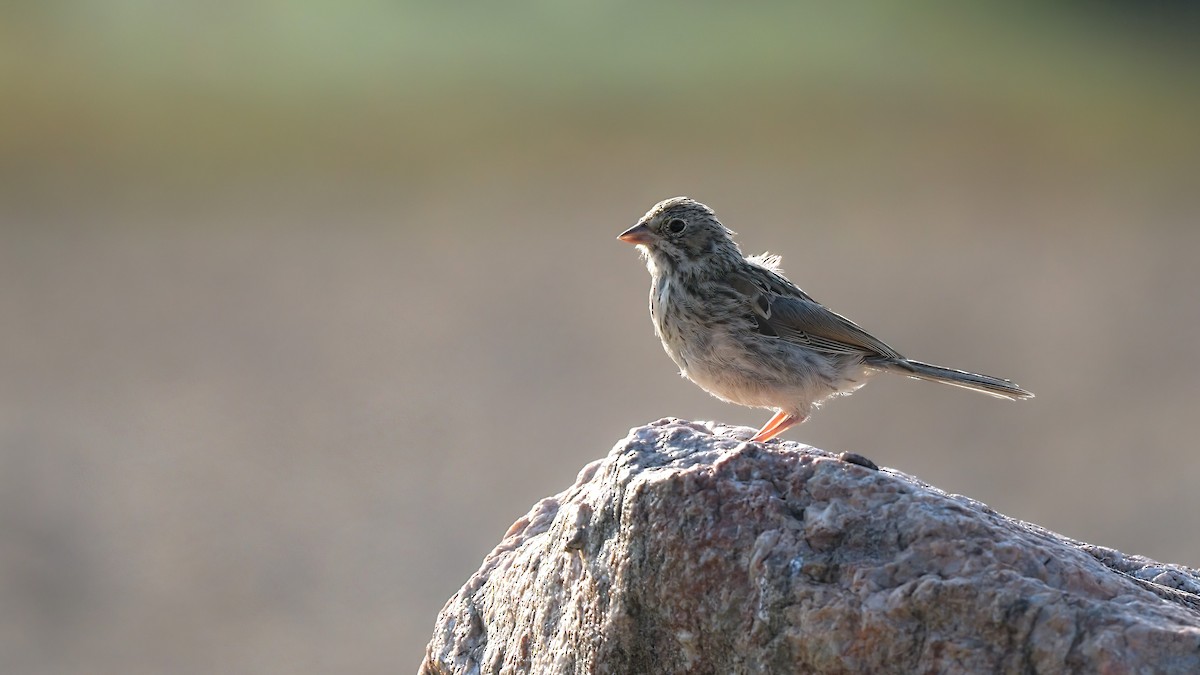 Vesper Sparrow - ML600754641