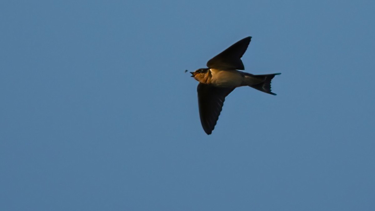 Barn Swallow - Mark Cloutier