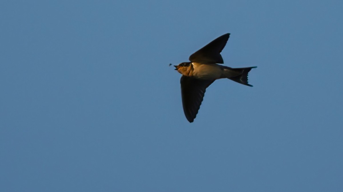 Barn Swallow - ML600754721