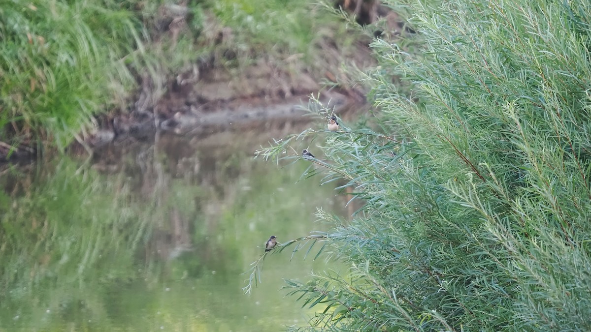 Bank Swallow - ML600754781