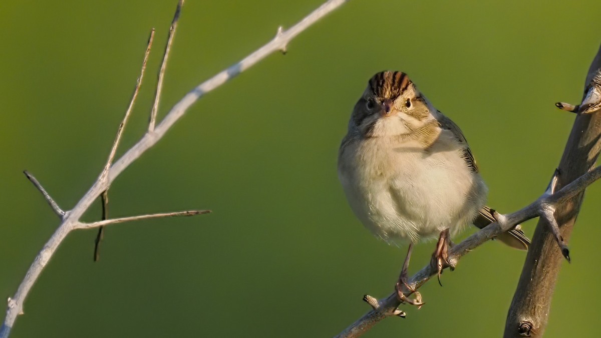 Clay-colored Sparrow - ML600754831