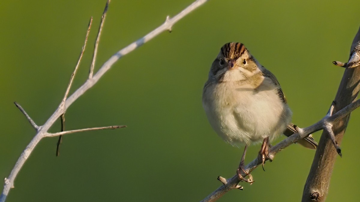 Clay-colored Sparrow - Mark Cloutier