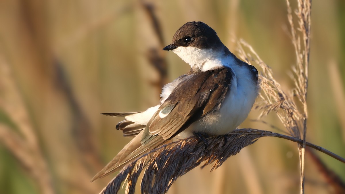 Tree Swallow - Mike Melton