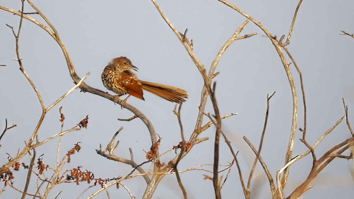 Brown Thrasher - ML600754871