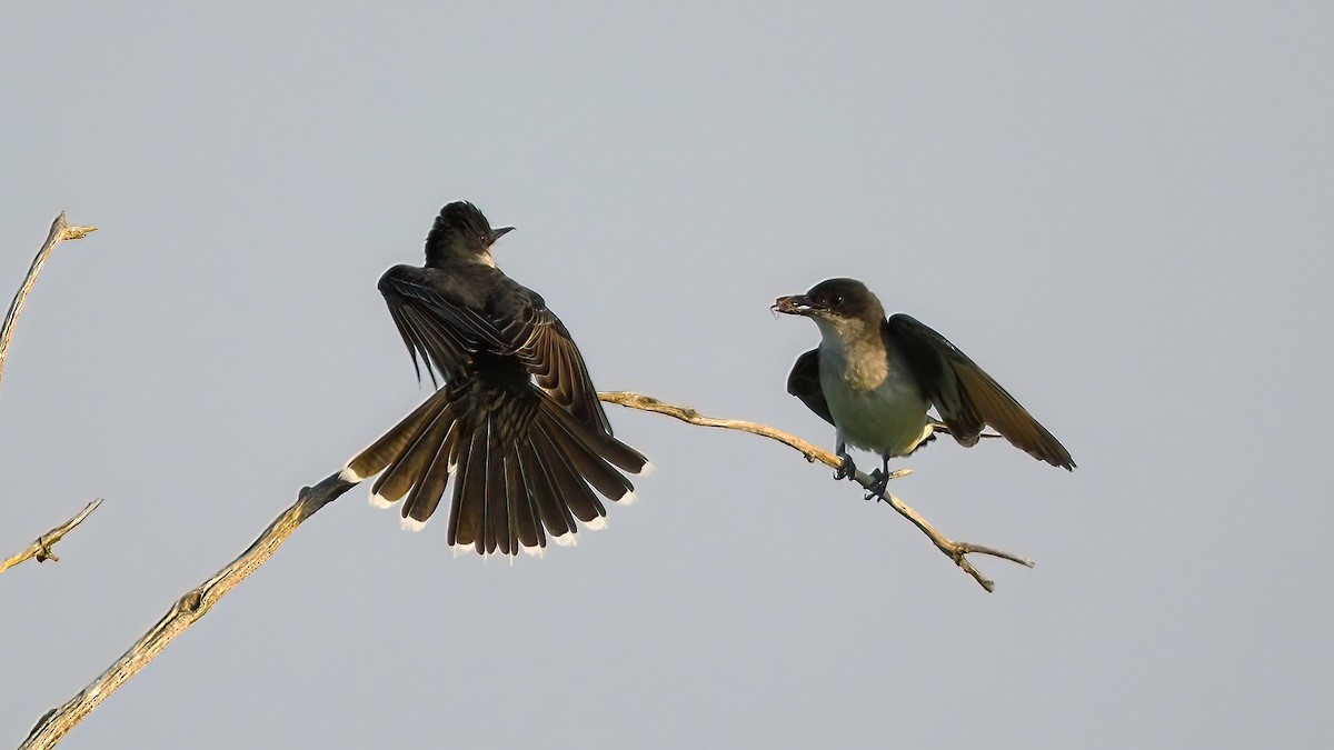 Eastern Kingbird - ML600754951