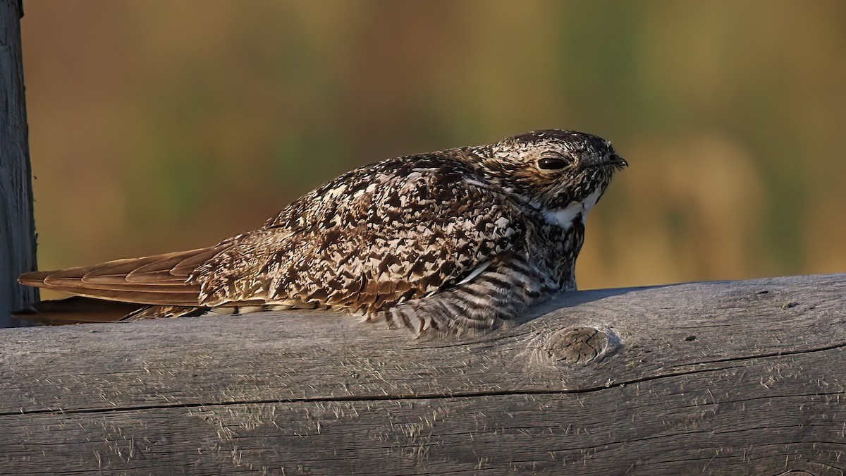 Common Nighthawk - ML600755091