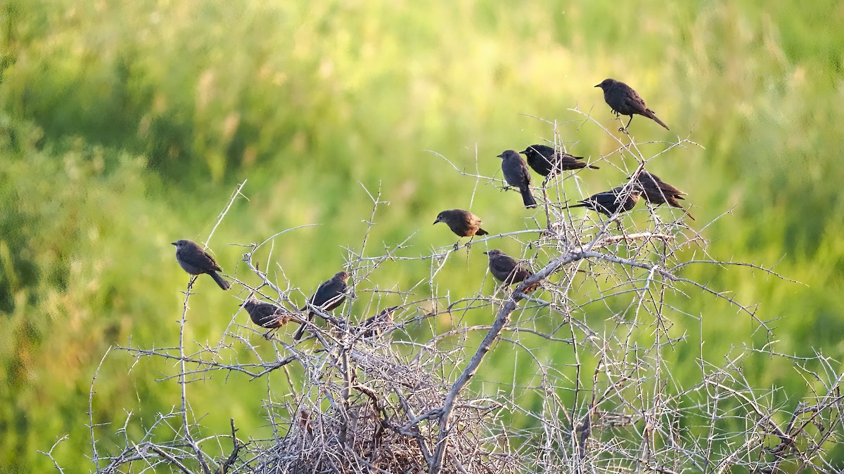 Brewer's Blackbird - ML600755221