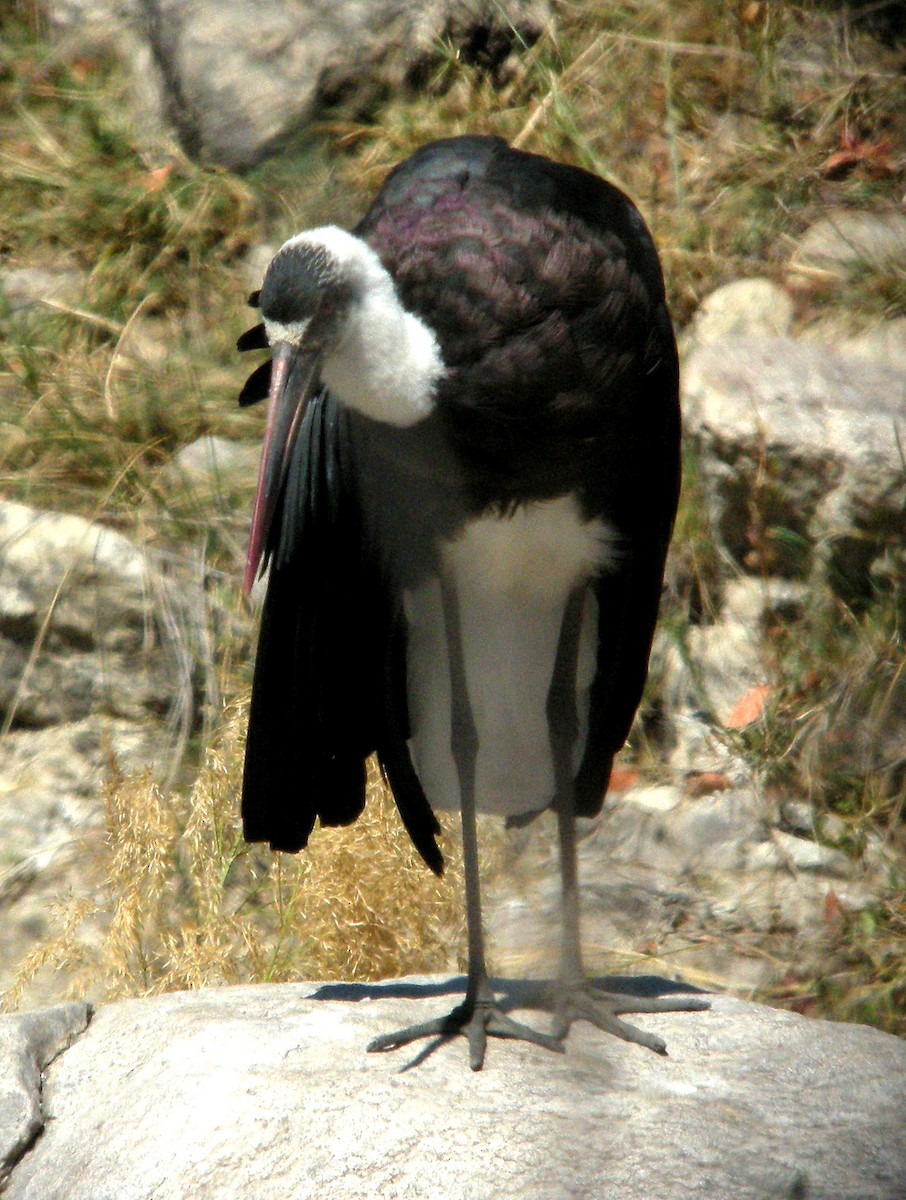 African Woolly-necked Stork - ML600755321