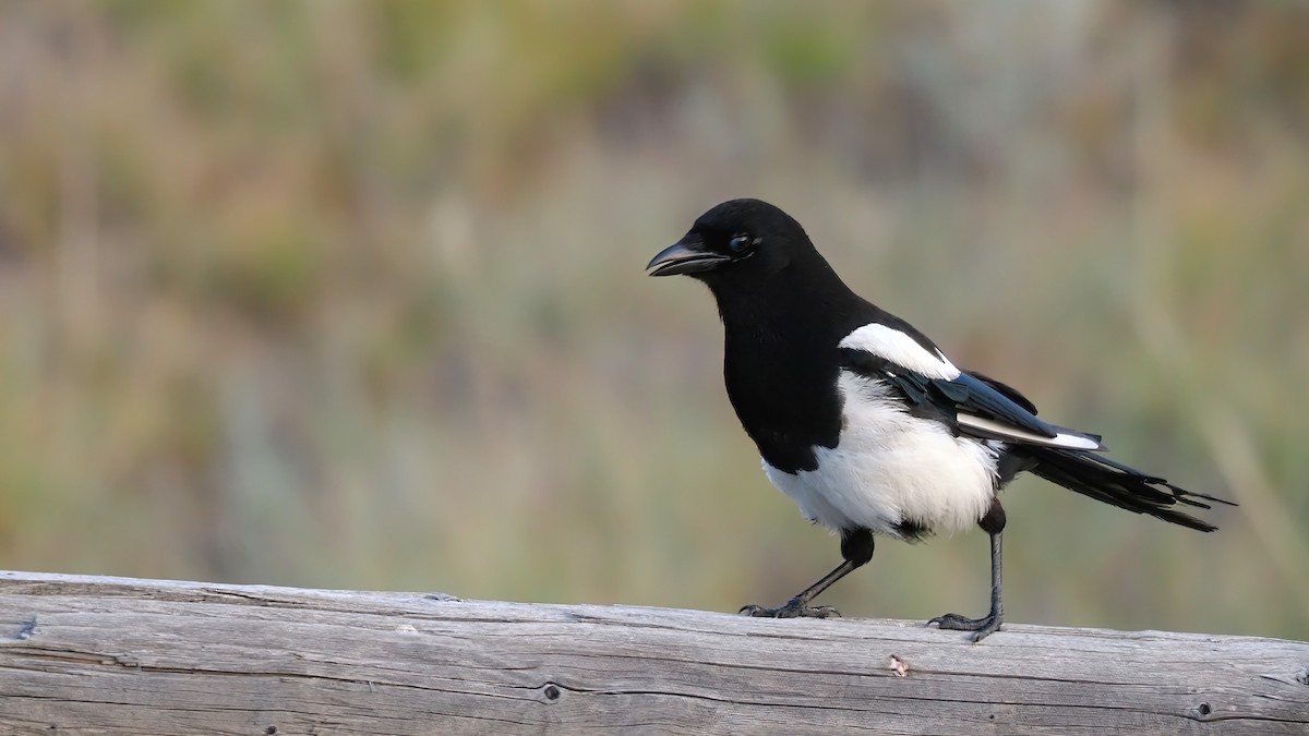 Black-billed Magpie - ML600755361