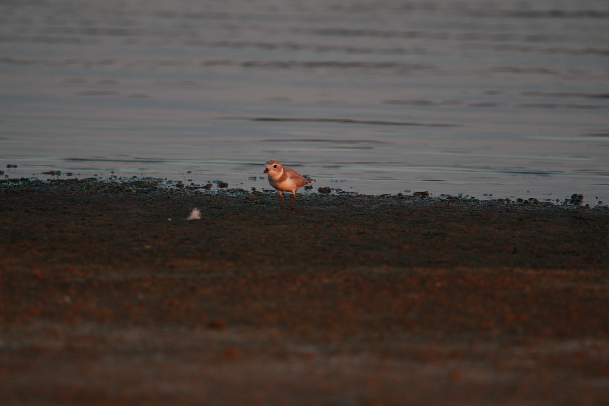 Piping Plover - ML600756151