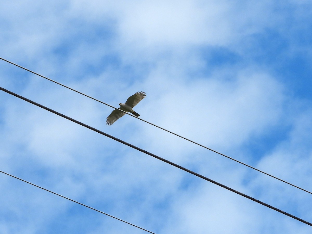 Gray Goshawk - ML600756201