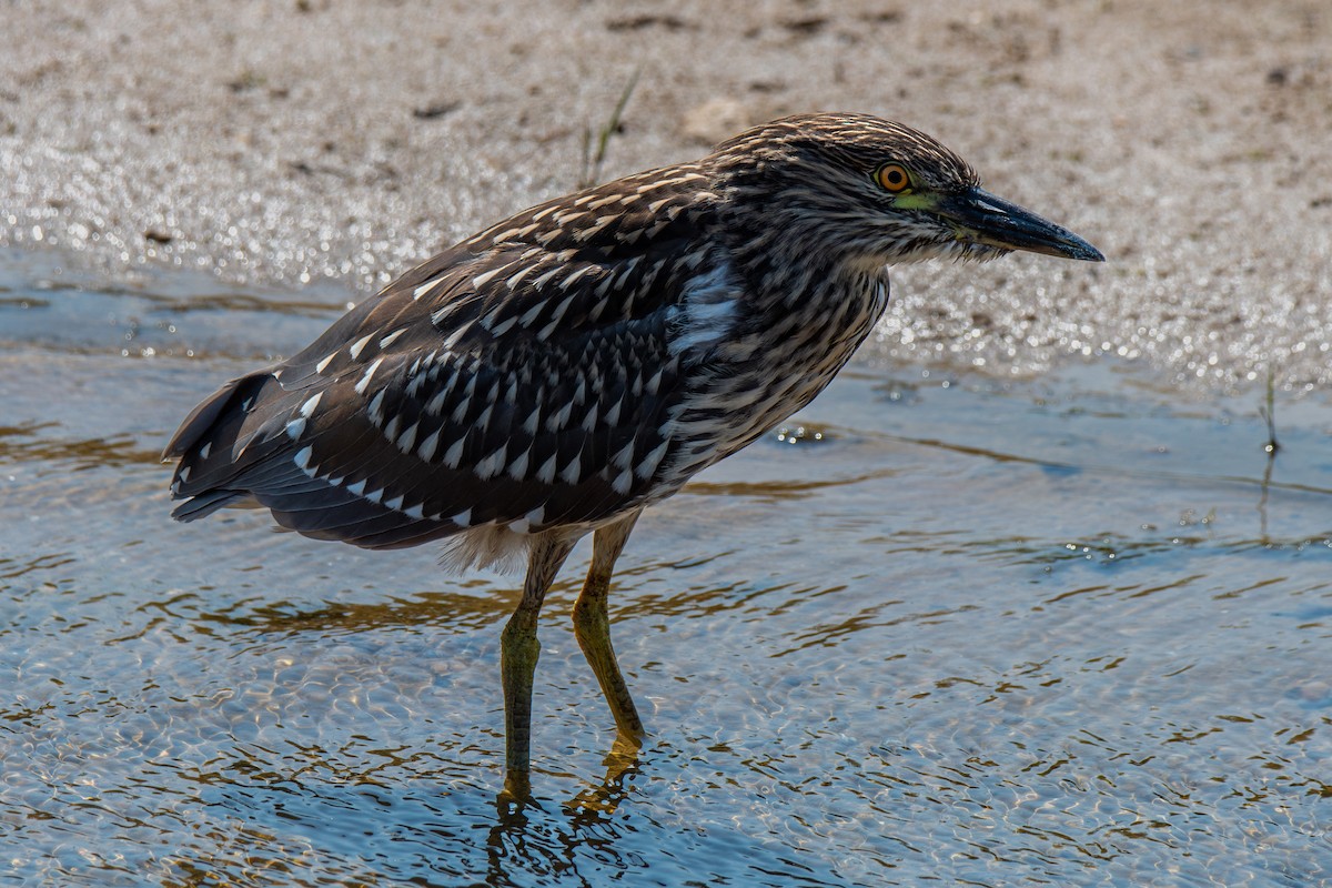 Black-crowned Night Heron - ML600757771