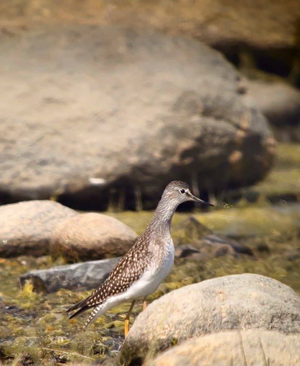 Lesser Yellowlegs - ML600758081