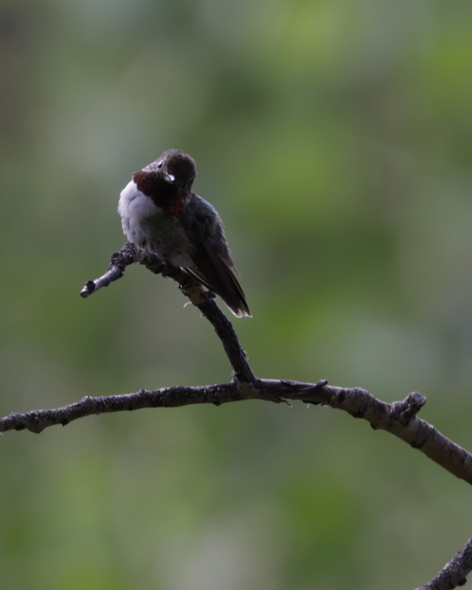 Broad-tailed Hummingbird - ML600758441