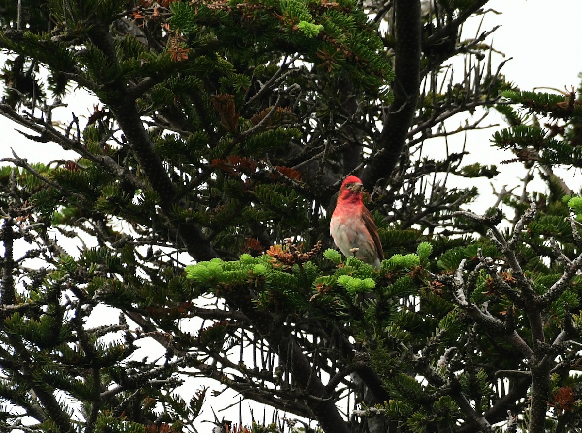Purple Finch - ML600759071