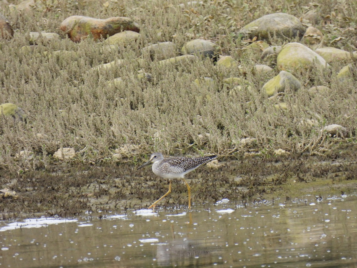 Greater Yellowlegs - ML600759091