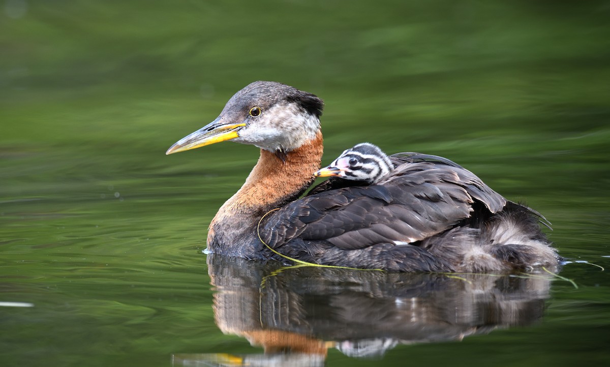 Red-necked Grebe - ML600759751