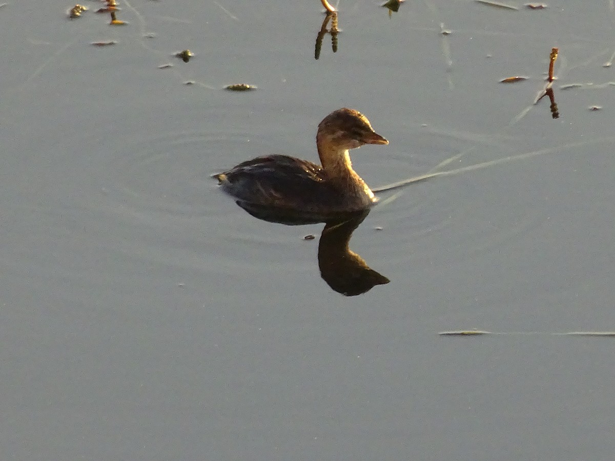 Pied-billed Grebe - ML600759911