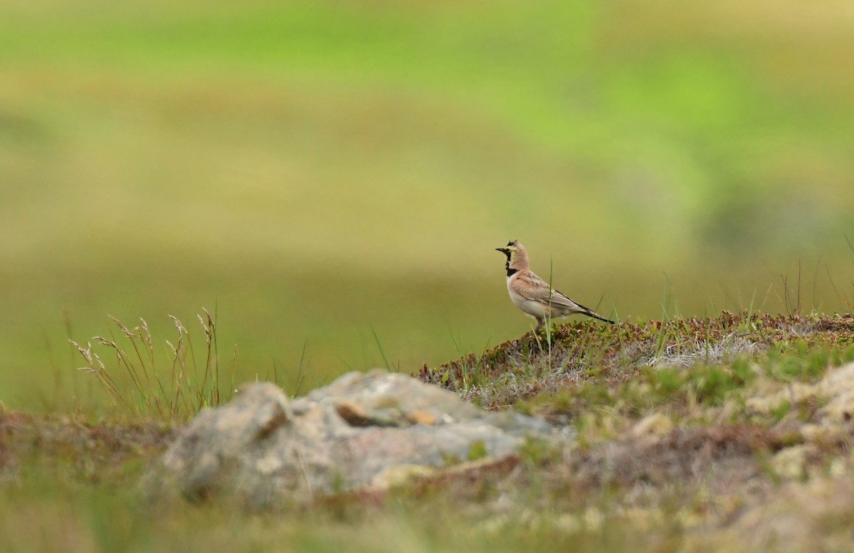 Horned Lark - ML600760121