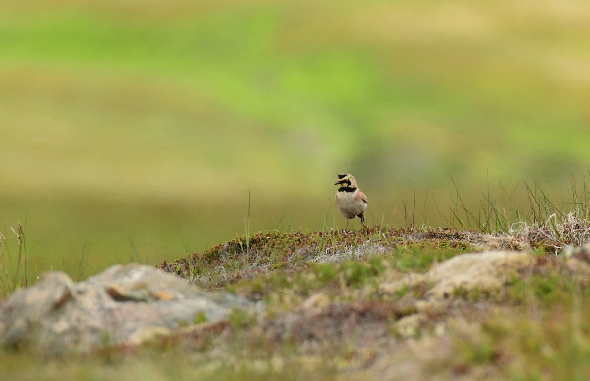 Horned Lark - ML600760131