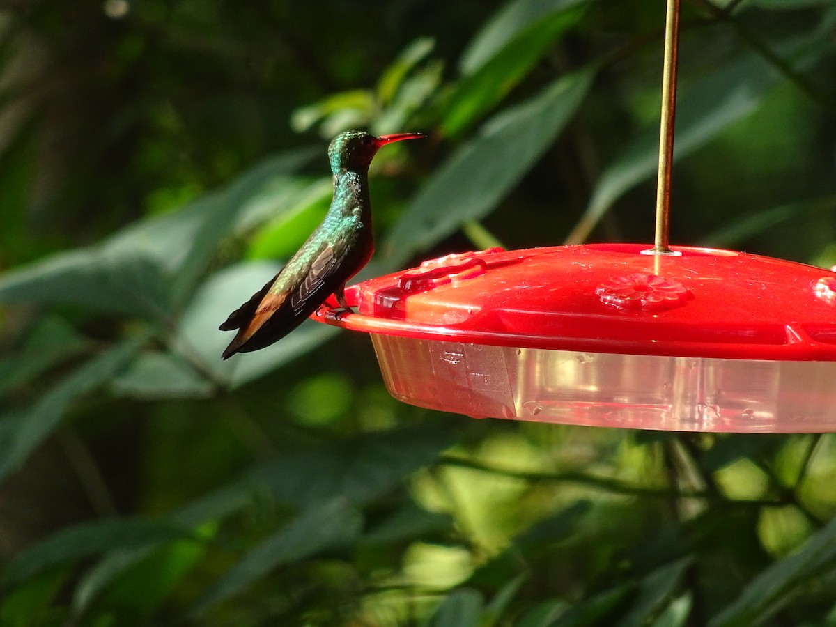 Buff-bellied Hummingbird - ML600761461