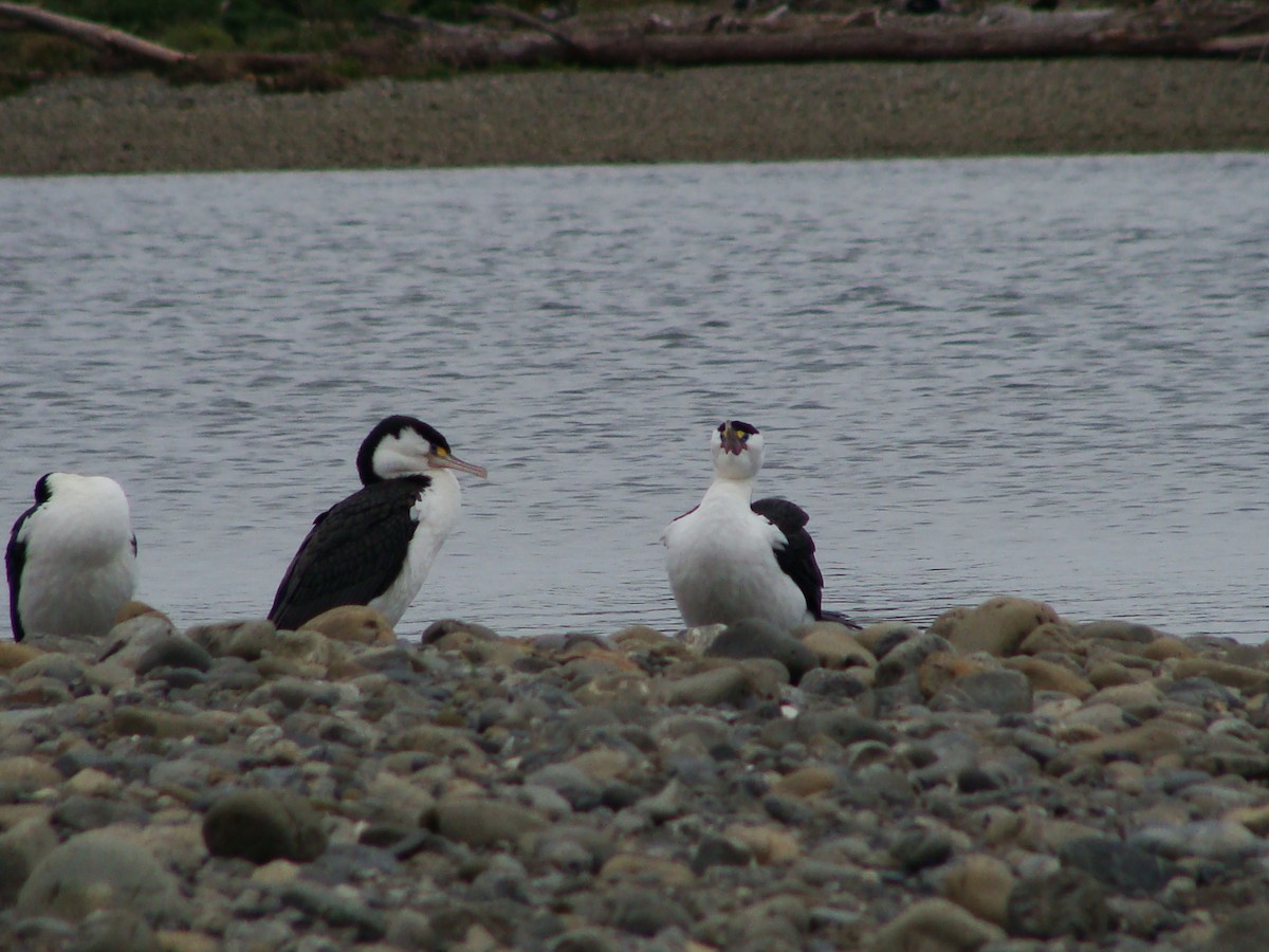 Pied Cormorant - Saul Ward