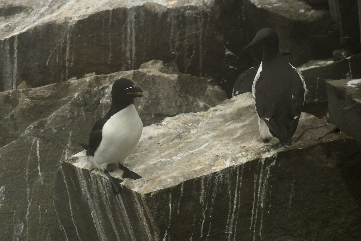 Razorbill - ML600761551